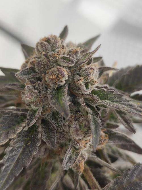 High Society / Frenzy / LCG x Gelato 41. Week 8