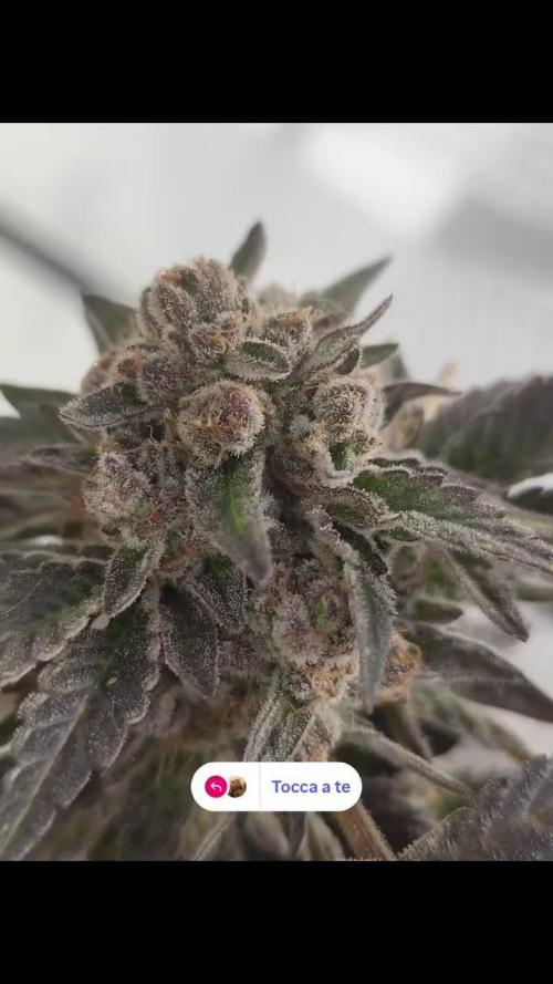 High Society / Frenzy / LCG x Gelato 41