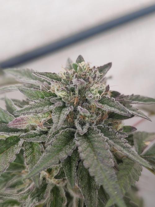 High Society / Frenzy / LCG x Gelato 41. Week 8