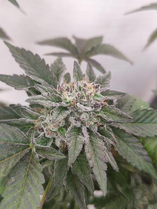 High Society / Frenzy / LCG x Gelato 41. Week 8