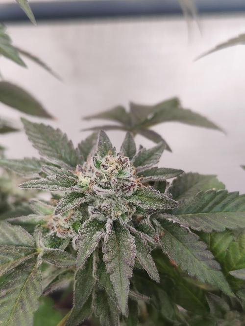 High Society / Frenzy / LCG x Gelato 41. Week 8