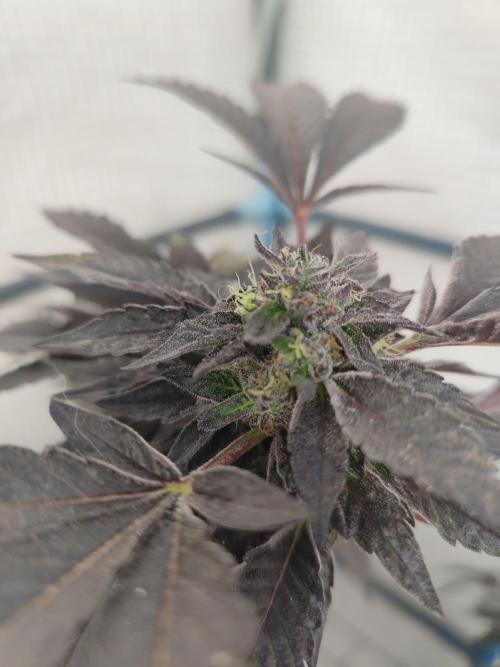 High Society / Frenzy / LCG x Gelato 41. Week 8