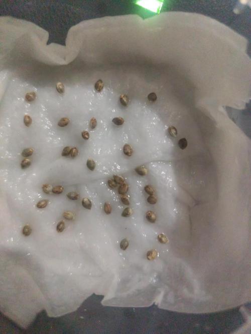 Phenohunting N1/2026 LCG x Vitamin Z. Week 0