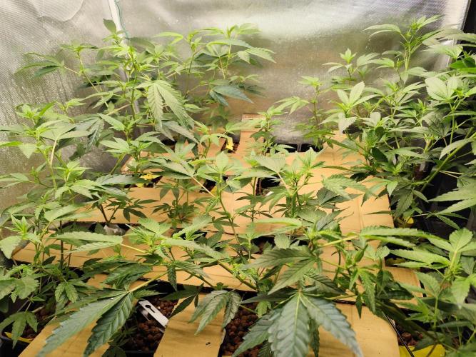 Hydro 🦄Cup-line. Week 3