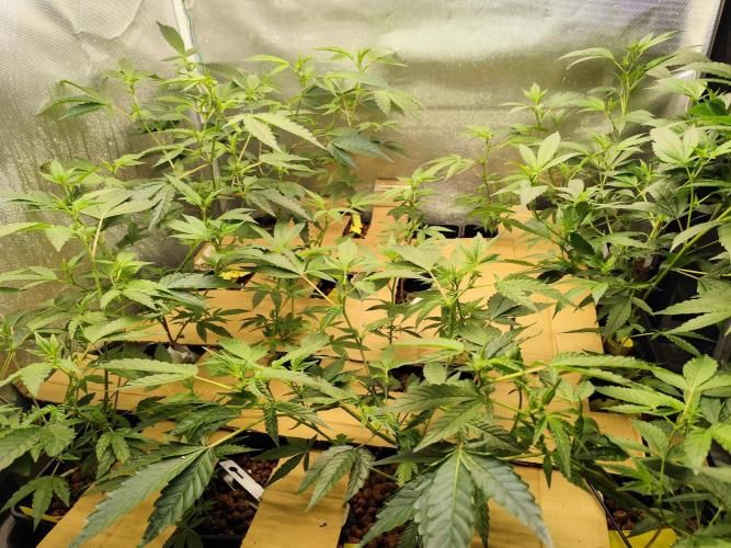 Hydro 🦄Cup-line. Week 3