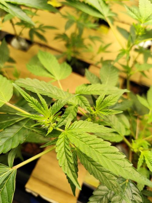 Hydro 🦄Cup-line. Week 3