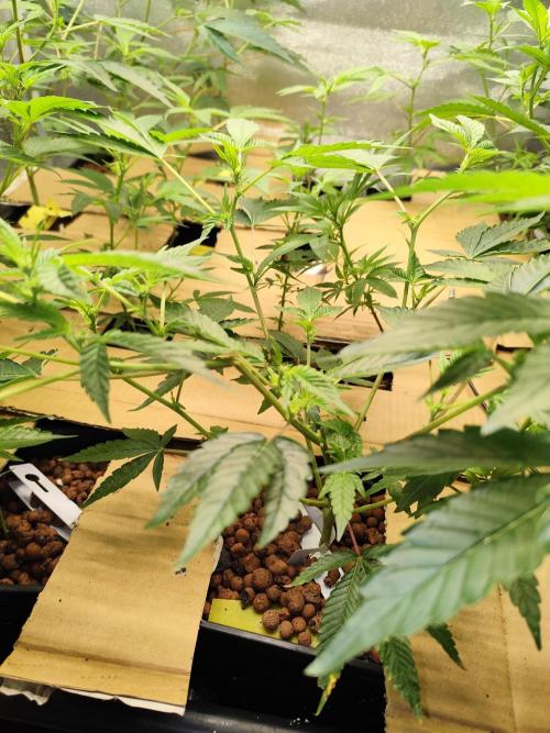 Hydro 🦄Cup-line. Week 3