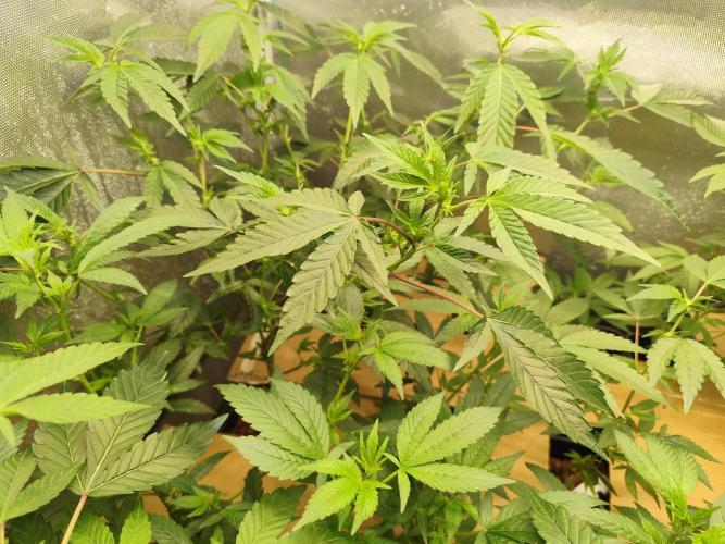 Hydro 🦄Cup-line. Week 4