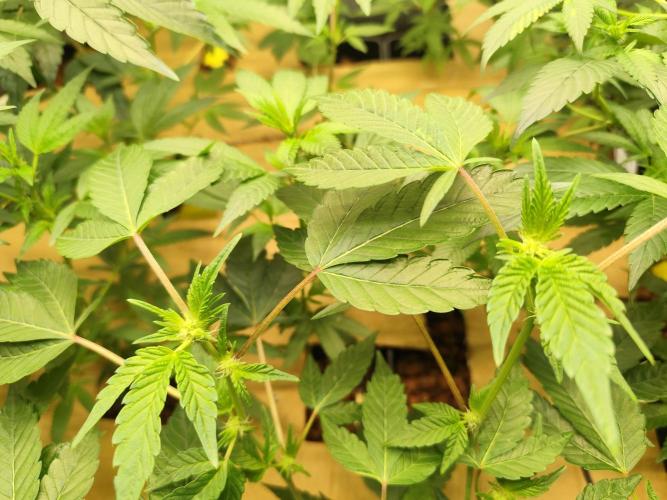 Hydro 🦄Cup-line. Week 4