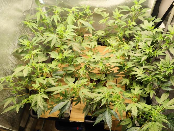 Hydro 🦄Cup-line. Week 4