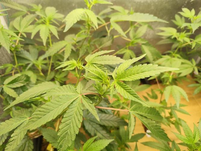 Hydro 🦄Cup-line. Week 4