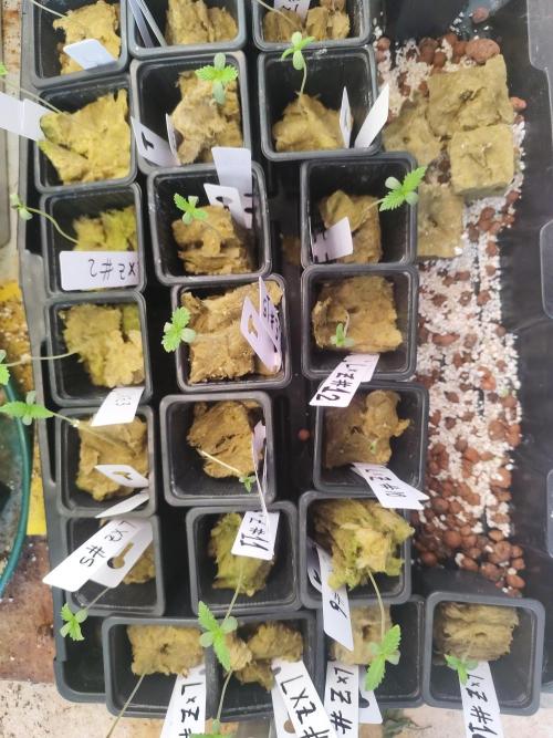 Phenohunting N1/2026 LCG x Vitamin Z. Week 1