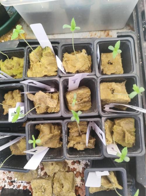 Phenohunting N1/2026 LCG x Vitamin Z. Week 1