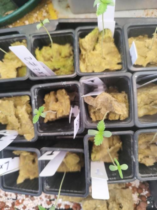 Phenohunting N1/2026 LCG x Vitamin Z. Week 1