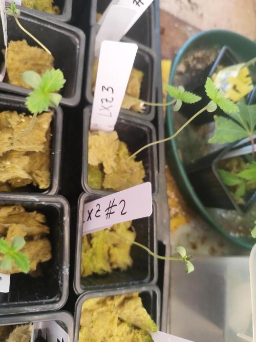 Phenohunting N1/2026 LCG x Vitamin Z. Week 1