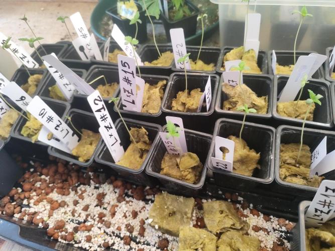 Phenohunting N1/2026 LCG x Vitamin Z. Week 1