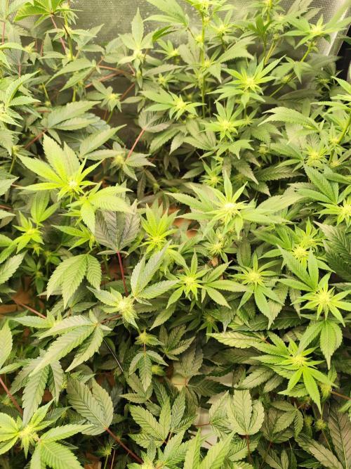 Hydro 🦄Cup-line. Week 5