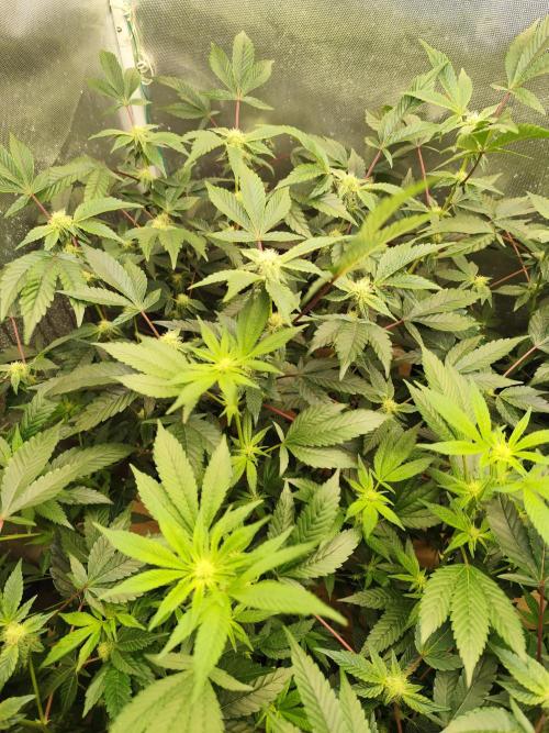 Hydro 🦄Cup-line. Week 5