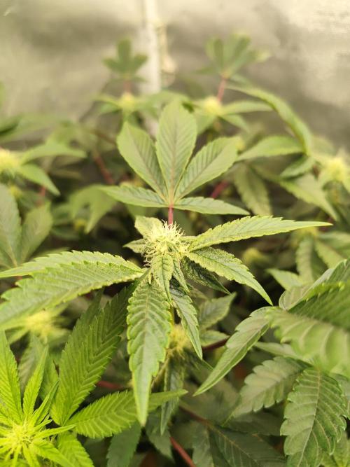 Hydro 🦄Cup-line. Week 5