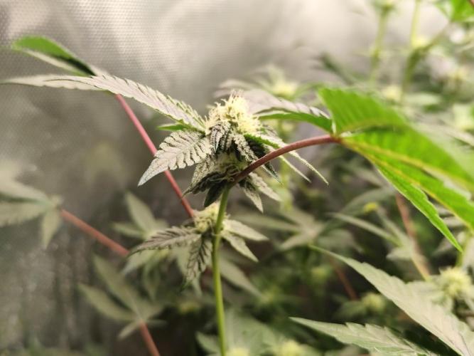 Hydro 🦄Cup-line. Week 5