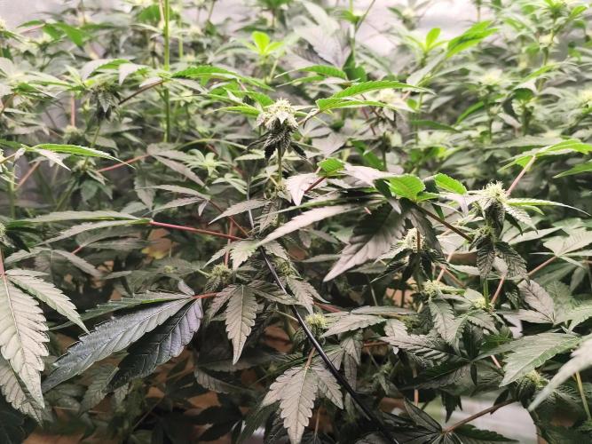 Hydro 🦄Cup-line. Week 5