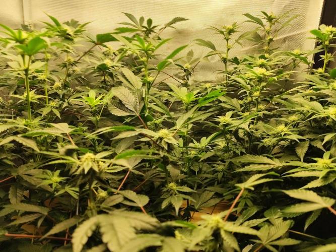 Hydro 🦄Cup-line. Week 5