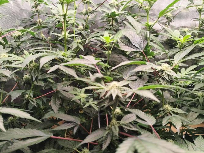 Hydro 🦄Cup-line. Week 5