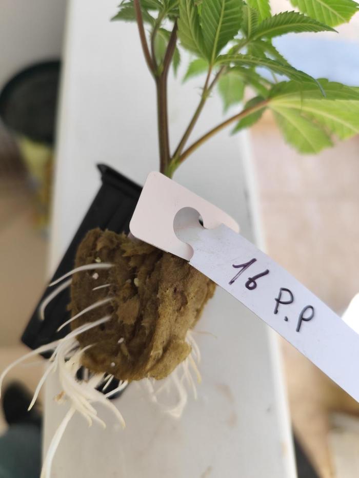 Hydro 🦄Cup-line. Week 1