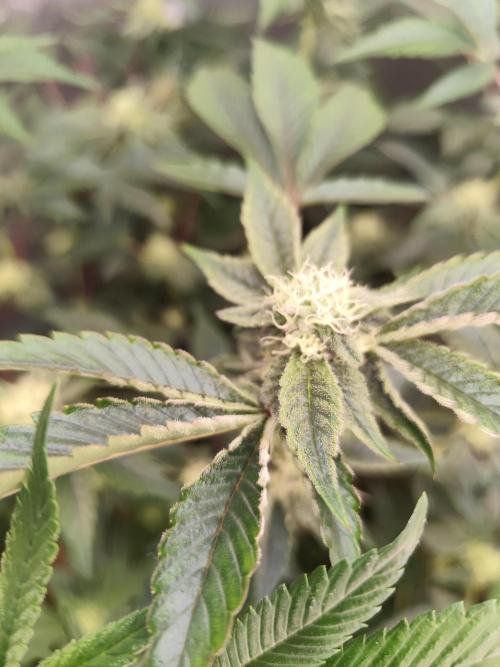 Hydro 🦄Cup-line. Week 5