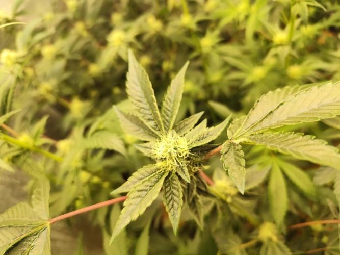 Hydro 🦄Cup-line. Week 5