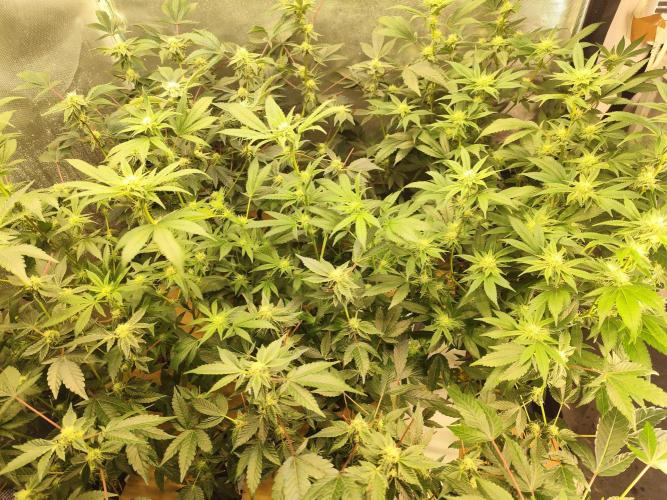 Hydro 🦄Cup-line. Week 5