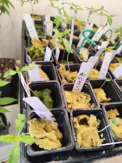 Phenohunting N1/2026 LCG x Vitamin Z. Week 2