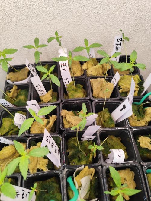 Phenohunting N1/2026 LCG x Vitamin Z. Week 2