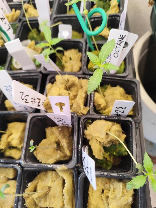 Phenohunting N1/2026 LCG x Vitamin Z. Week 2