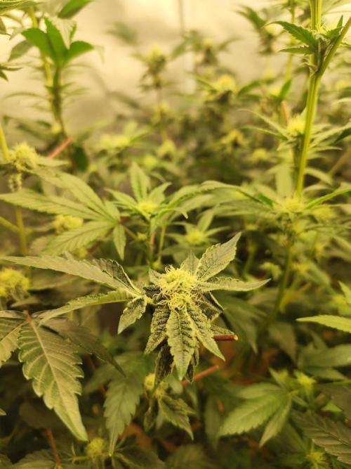 Hydro 🦄Cup-line. Week 6