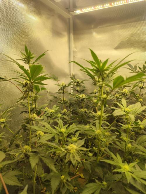 Hydro 🦄Cup-line. Week 6