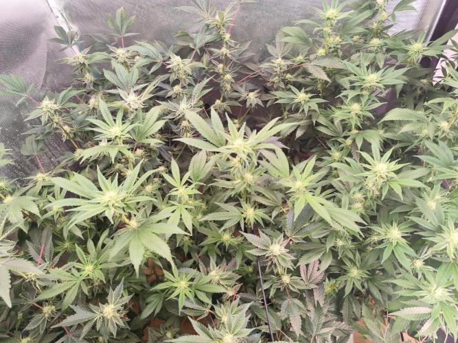 Hydro 🦄Cup-line. Week 6