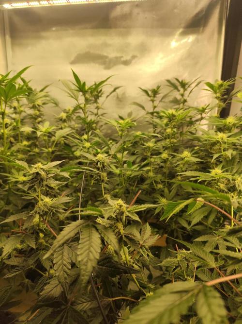 Hydro 🦄Cup-line. Week 6