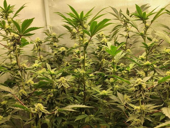 Hydro 🦄Cup-line. Week 6