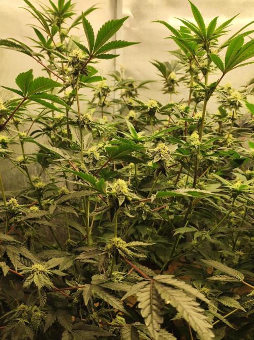 Hydro 🦄Cup-line. Week 6