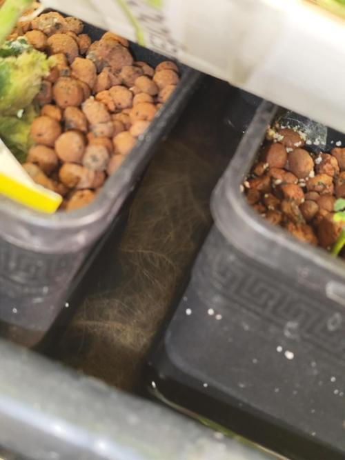 Hydro 🦄Cup-line. Week 6