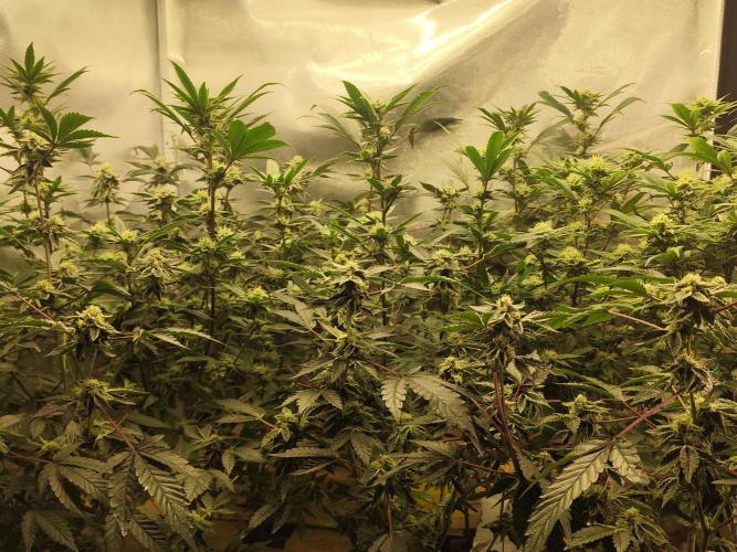 Hydro 🦄Cup-line. Week 7