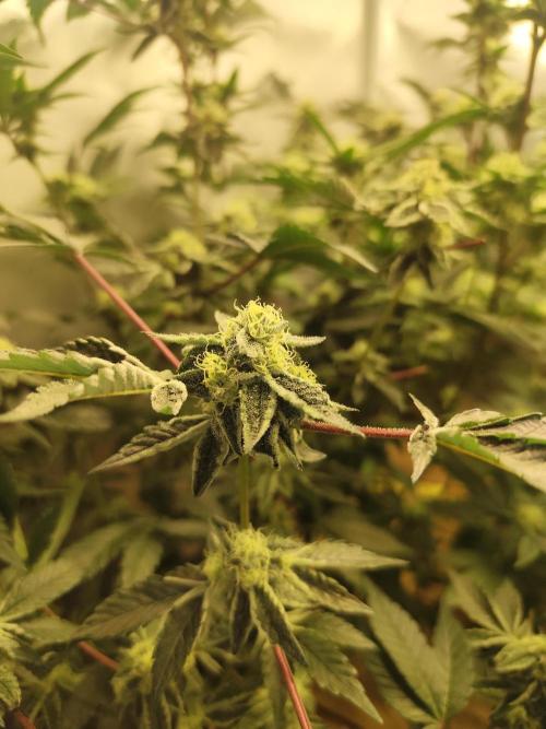 Hydro 🦄Cup-line. Week 7