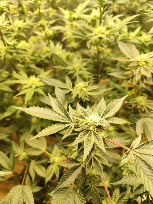 Hydro 🦄Cup-line. Week 7