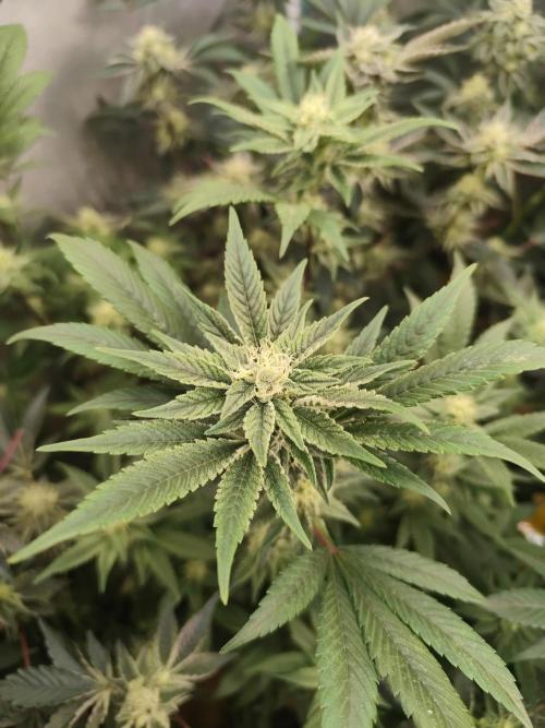 Hydro 🦄Cup-line. Week 7