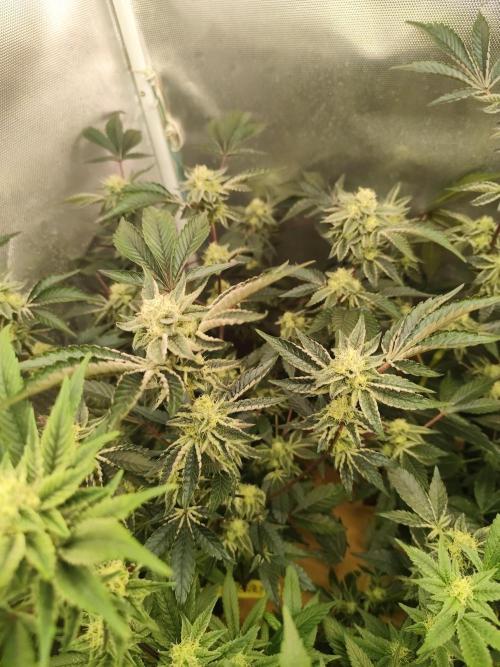 Hydro 🦄Cup-line. Week 7