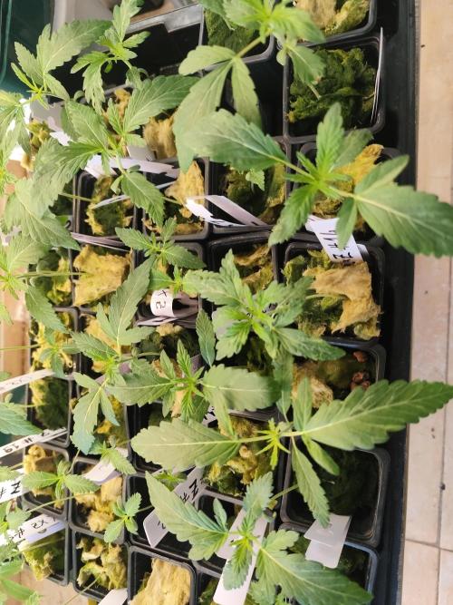 Phenohunting N1/2026 LCG x Vitamin Z. Week 4