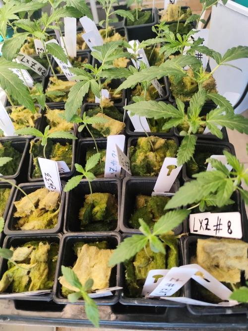 Phenohunting N1/2026 LCG x Vitamin Z. Week 4