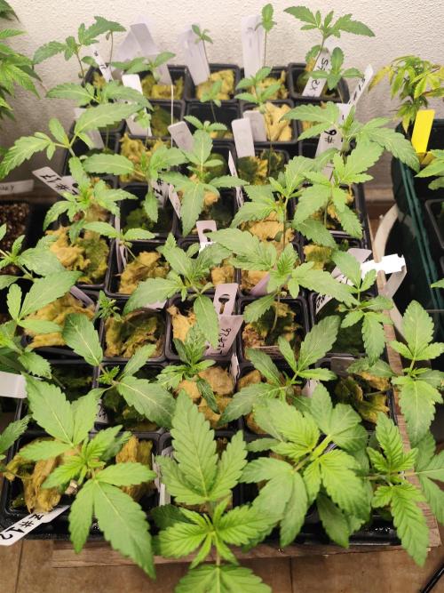 Phenohunting N1/2026 LCG x Vitamin Z. Week 4