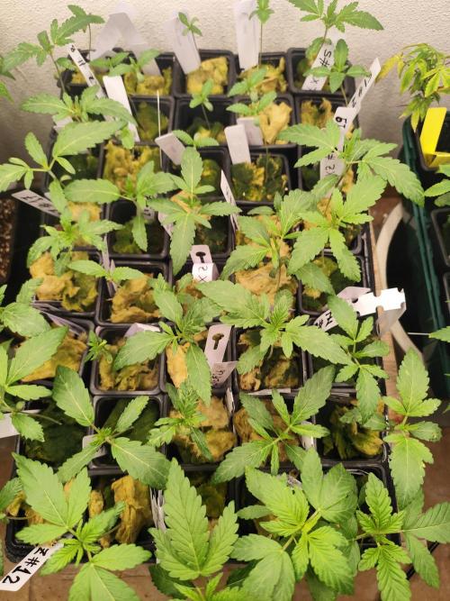 Phenohunting N1/2026 LCG x Vitamin Z. Week 4